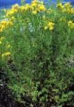 Saint Johnswort